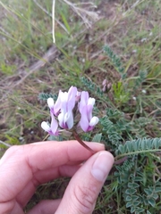 Astragalus cibarius