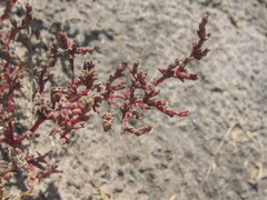 Petrosimonia oppositifolia