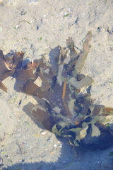 Undaria pinnatifida