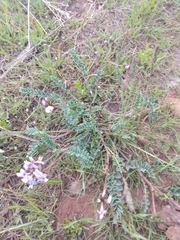 Astragalus cibarius