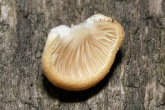 Crepidotus calolepis