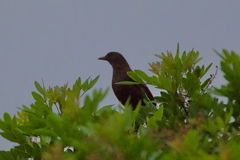 Turdus merula cabrerae