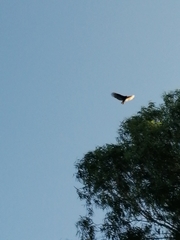 Cathartes aura image