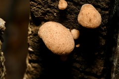 Crepidotus calolepis