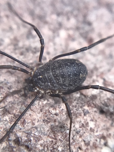 Togwotee Harvestman