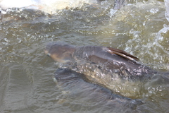 Pangasianodon hypophthalmus