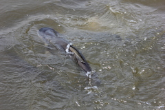 Pangasianodon hypophthalmus