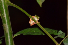 Pithecopus hypochondrialis