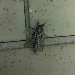 Polyphagozerra coffeae