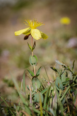 Hypericum richeri burseri