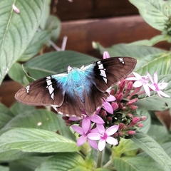 Astraptes fulgerator fulgerator