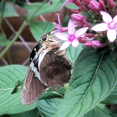 Astraptes fulgerator fulgerator