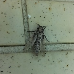 Polyphagozerra coffeae