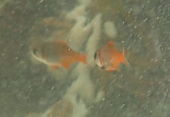 Boopsoidea inornata