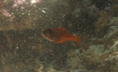 Boopsoidea inornata