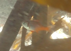 Boopsoidea inornata