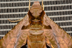 Protambulyx eurycles