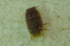 Sphaeromatoidea