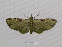 Ardonis chlorophilata