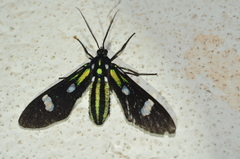 Leucotmemis nexa