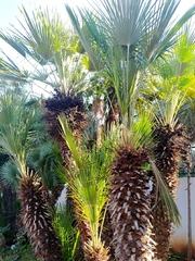 Chamaerops humilis
