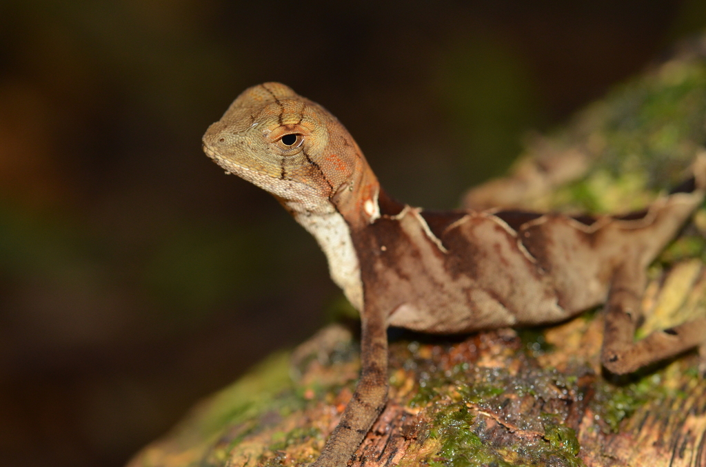 Leech's Fathead Anole
