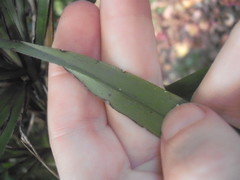 Dianella bambusifolia