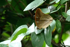 Archaeoprepona chalciope