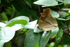 Archaeoprepona chalciope