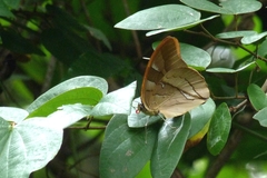 Archaeoprepona chalciope