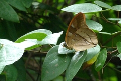 Archaeoprepona chalciope