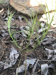 Xenostegia tridentata