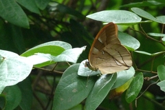 Archaeoprepona chalciope