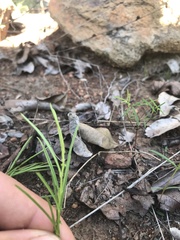 Xenostegia tridentata