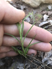 Xenostegia tridentata