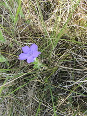 Ruellia taboleirana