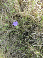 Ruellia taboleirana