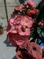 Polistes