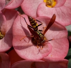 Polistes