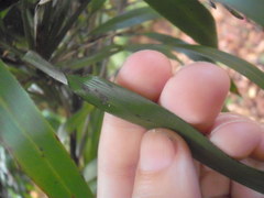 Dianella bambusifolia