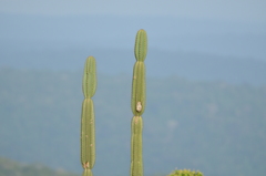 Cereus hexagonus