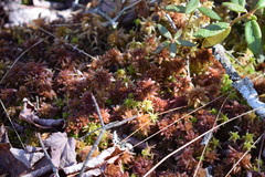 Sphagnum