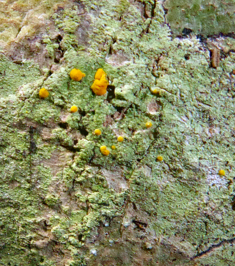 Stirtoniella
