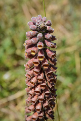 Digitalis parviflora