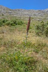 Digitalis parviflora