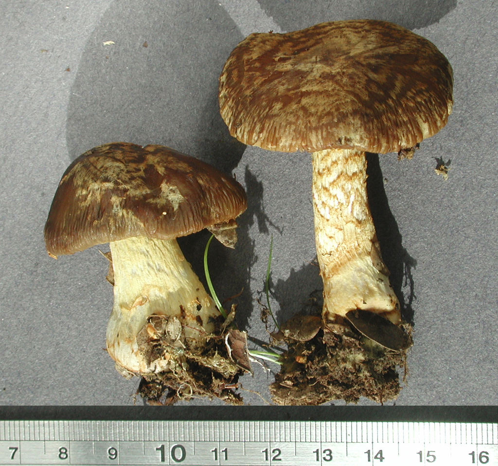 Cortinarius sect. Cuphocybe