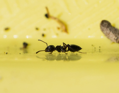 Crematogaster coarctata