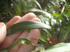 Dianella bambusifolia