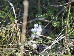 Bellevalia hyacinthoides