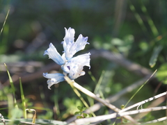 Bellevalia hyacinthoides